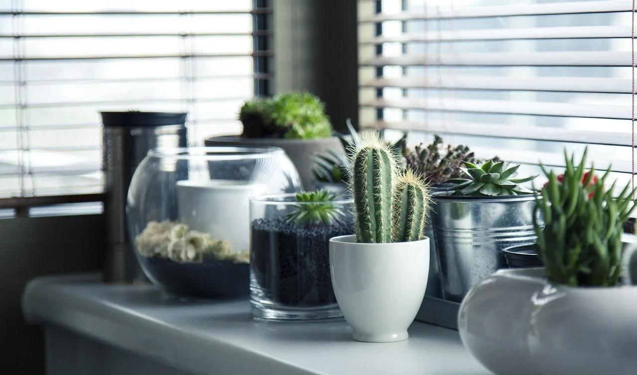 A windowsill display of potted succulents and cacti in varied containers, including a white ceramic pot holding a tall cactus, a glass terrarium with dark stones, a galvanized metal bucket with rosette succulents, and a small round planter, all arranged in front of horizontal window blinds with soft natural light filtering through.